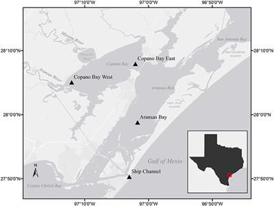 Influence of Major Storm Events on the Quantity and Composition of Particulate Organic Matter and the Phytoplankton Community in a Subtropical Estuary, Texas